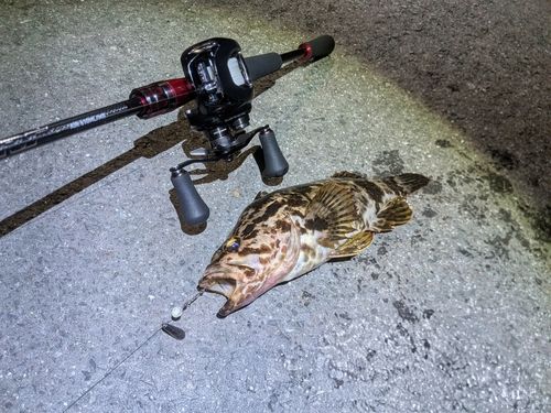 ベッコウゾイの釣果