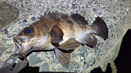 メバルの釣果