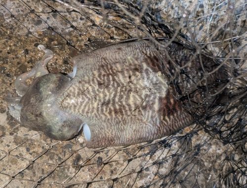 コウイカの釣果