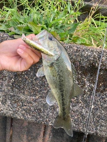 ラージマウスバスの釣果
