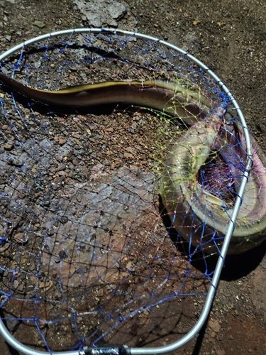 ハモの釣果