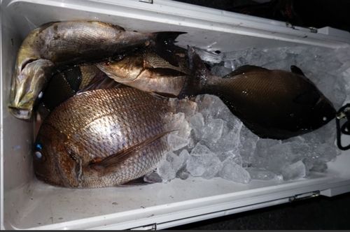 マダイの釣果