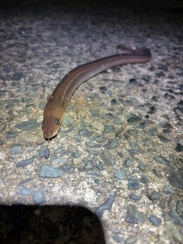 アナゴの釣果