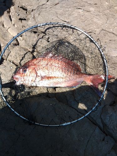 グレの釣果