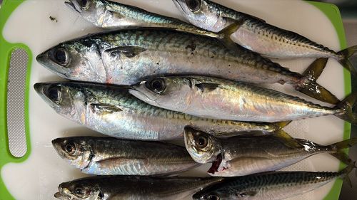サバの釣果