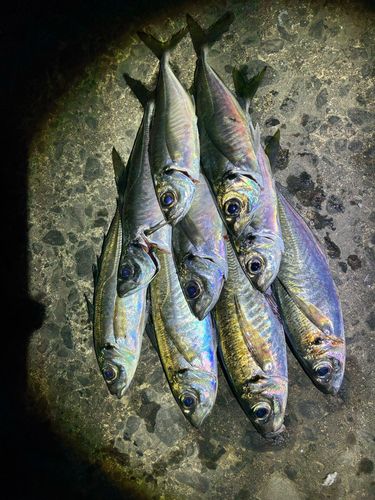 アジの釣果