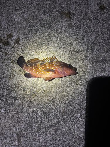 キジハタの釣果