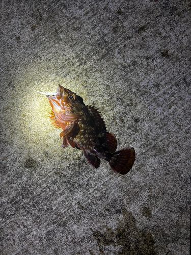 カサゴの釣果