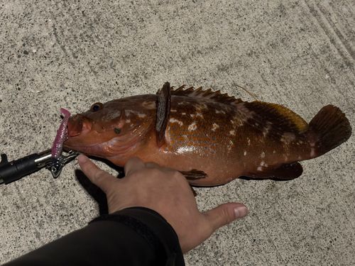 アコウの釣果