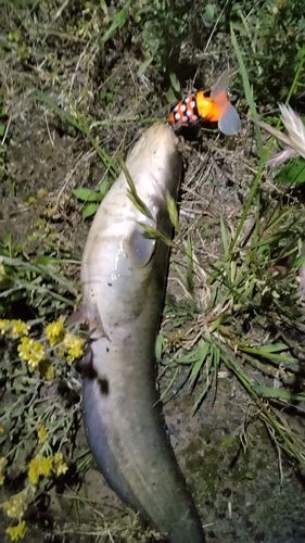 ナマズの釣果