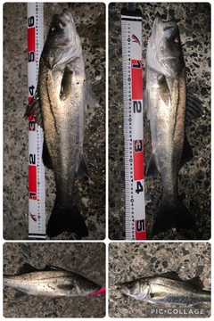 マルスズキの釣果