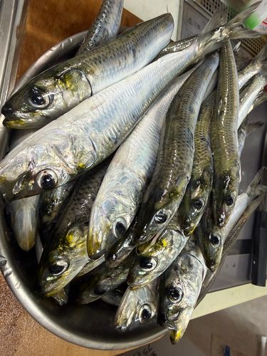 マイワシの釣果