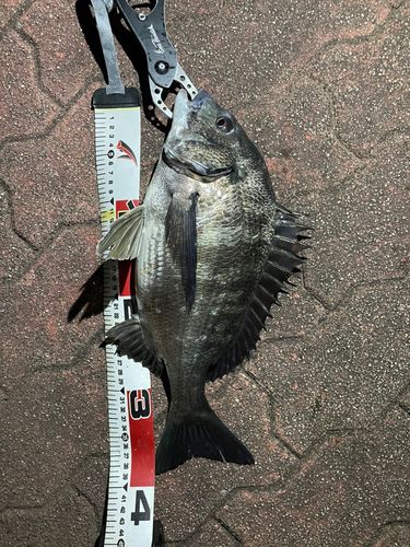クロダイの釣果