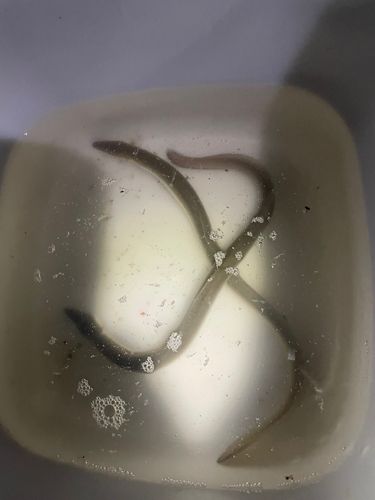 ウナギの釣果