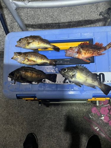 メバルの釣果