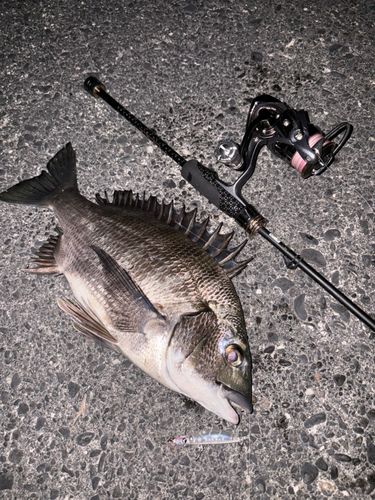 クロダイの釣果
