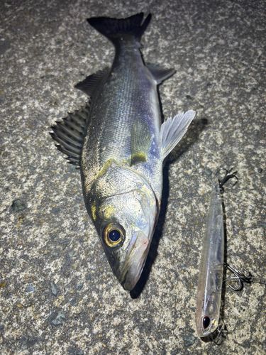 セイゴ（マルスズキ）の釣果