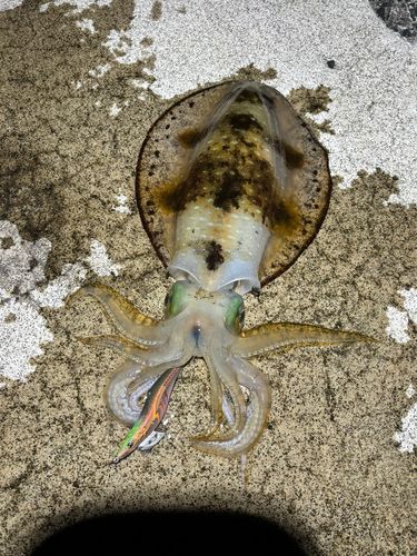 アオリイカの釣果