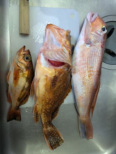 アマダイの釣果