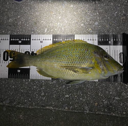 ハマフエフキの釣果