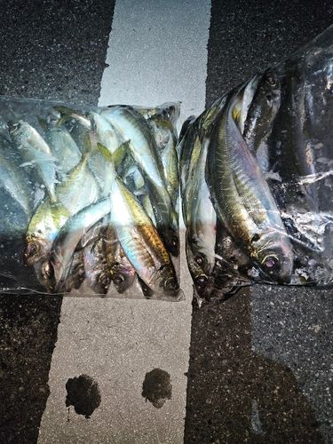 マアジの釣果
