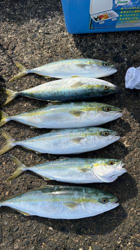ワカシの釣果