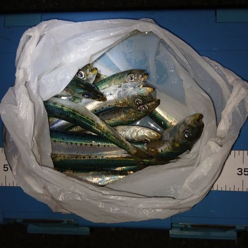 イワシの釣果