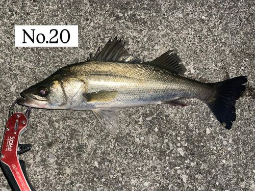 シーバスの釣果