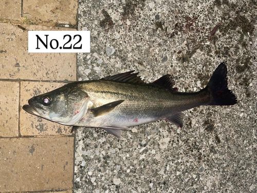 シーバスの釣果