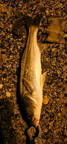 セイゴ（マルスズキ）の釣果