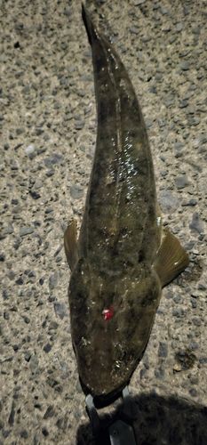 マゴチの釣果