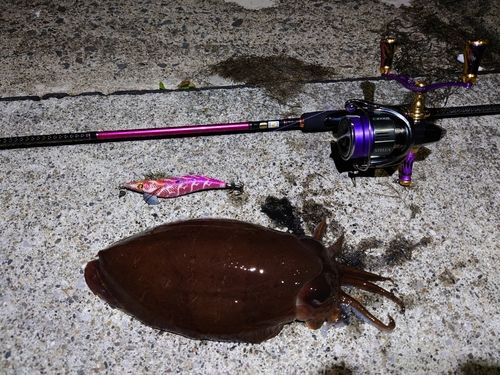 モンゴウイカの釣果