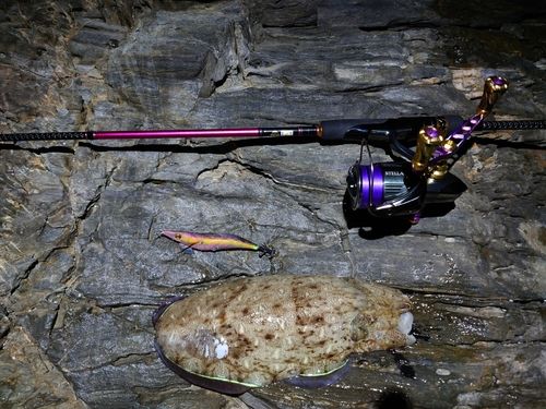 モンゴウイカの釣果
