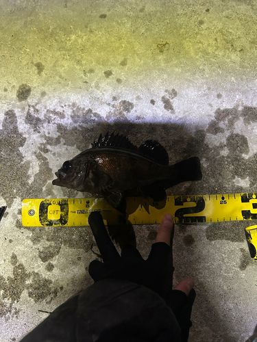 メバルの釣果