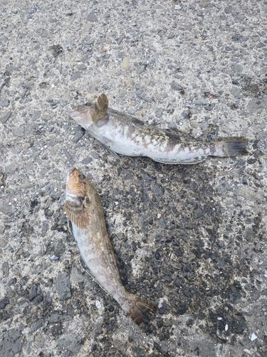 アイナメの釣果