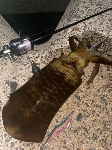 アオリイカの釣果