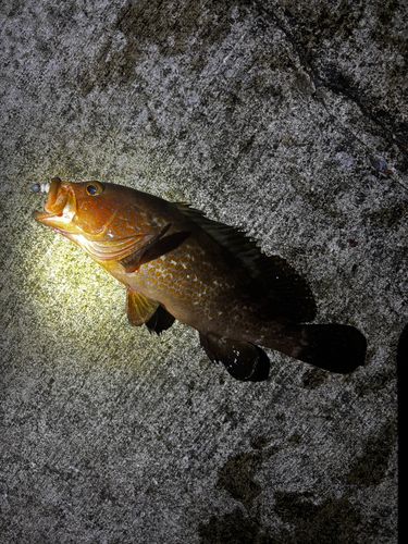 キジハタの釣果
