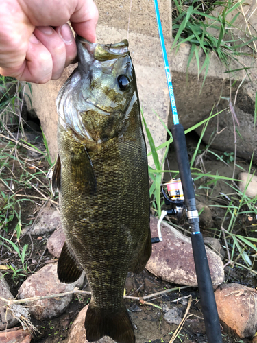 スモールマウスバスの釣果