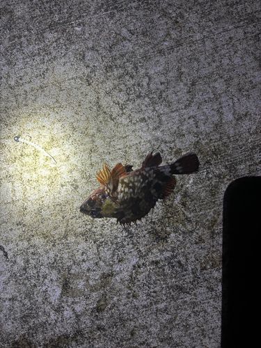 カサゴの釣果