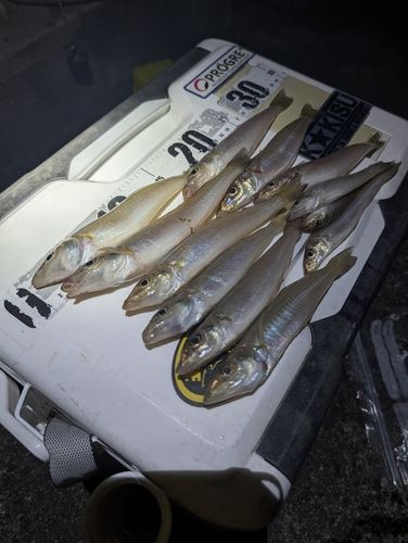 キスの釣果