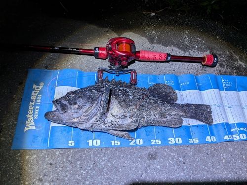 クロソイの釣果