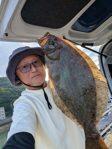 ヒラメの釣果