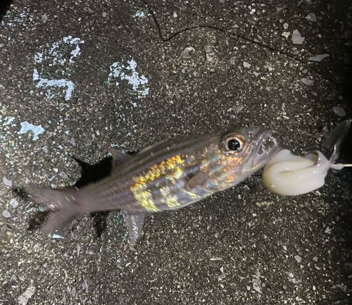 イシモチの釣果
