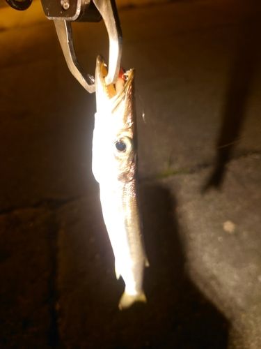 カマスの釣果