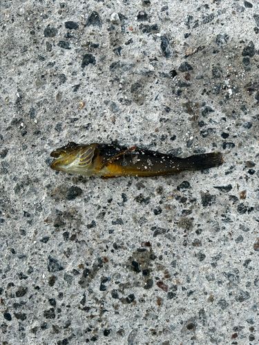 アナハゼの釣果