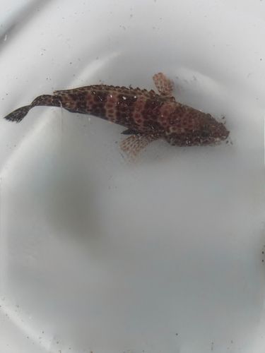 オオモンハタの釣果