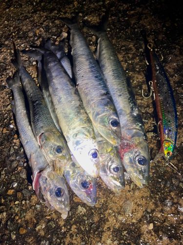 マイワシの釣果