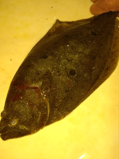ソゲの釣果