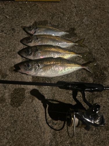 釣果