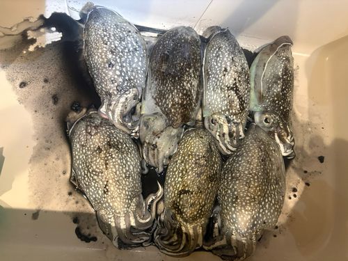 シリヤケイカの釣果